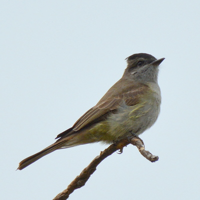 Varegated Flycatcher